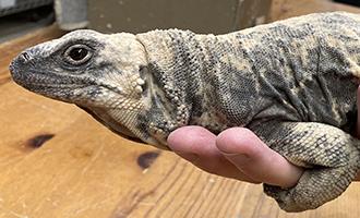 Photo of Wilma the Chuckwalla