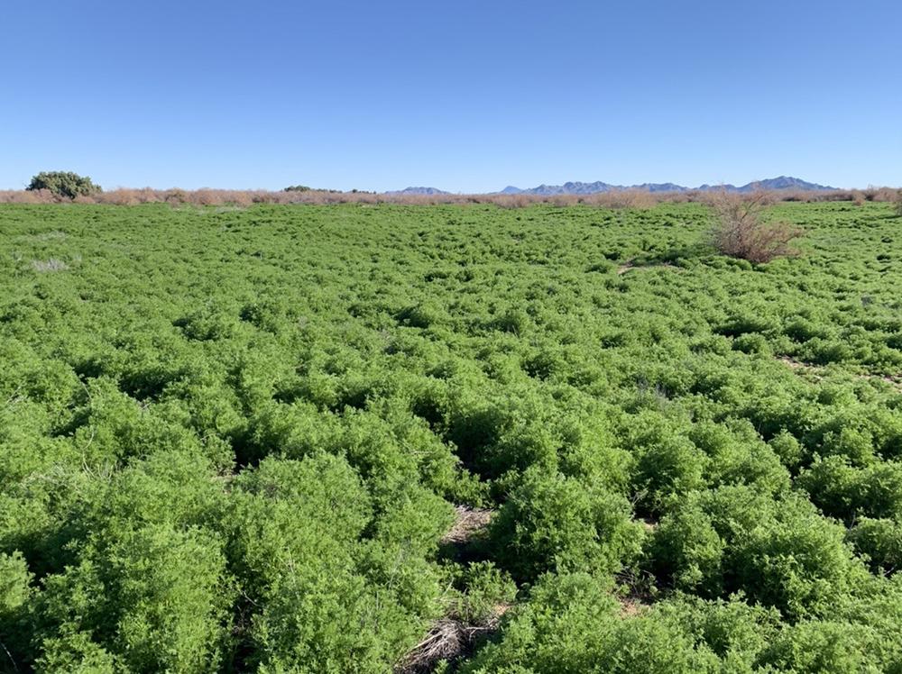 Landscape full of invasive species